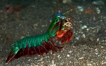 Shrimp mantis Mantis Shrimp
