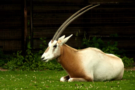 Animal Oryx HD Desktop Wallpaper | Background Image