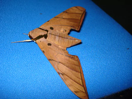 Animal moth HD Desktop Wallpaper | Background Image