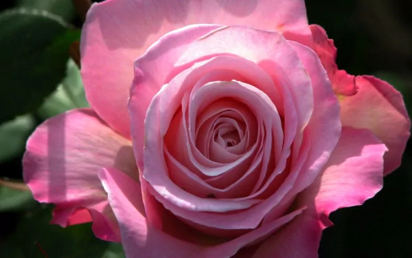 Close-up of a delicate pink rose in full bloom, captured in high definition as a nature-themed PC desktop wallpaper.