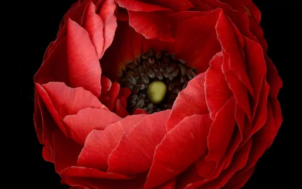 red flower nature flower HD Desktop Wallpaper | Background Image