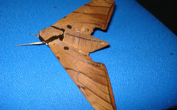 Animal moth HD Desktop Wallpaper | Background Image