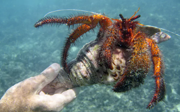 Animal hermit crab HD Desktop Wallpaper | Background Image