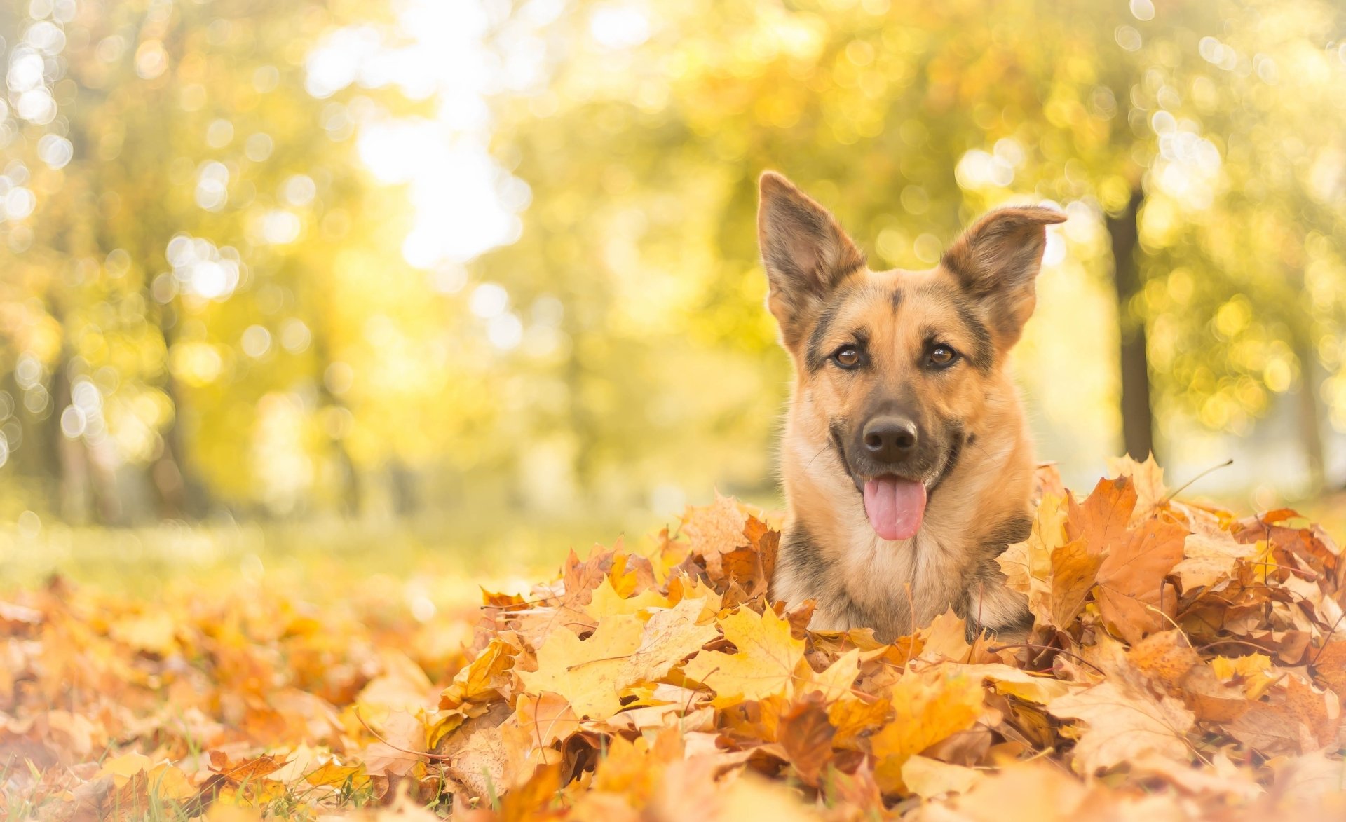 A happy German Shepherd sits playfully among vibrant fall leaves, captured in a beautifully blurred bokeh background, creating a warm and inviting autumn scene.