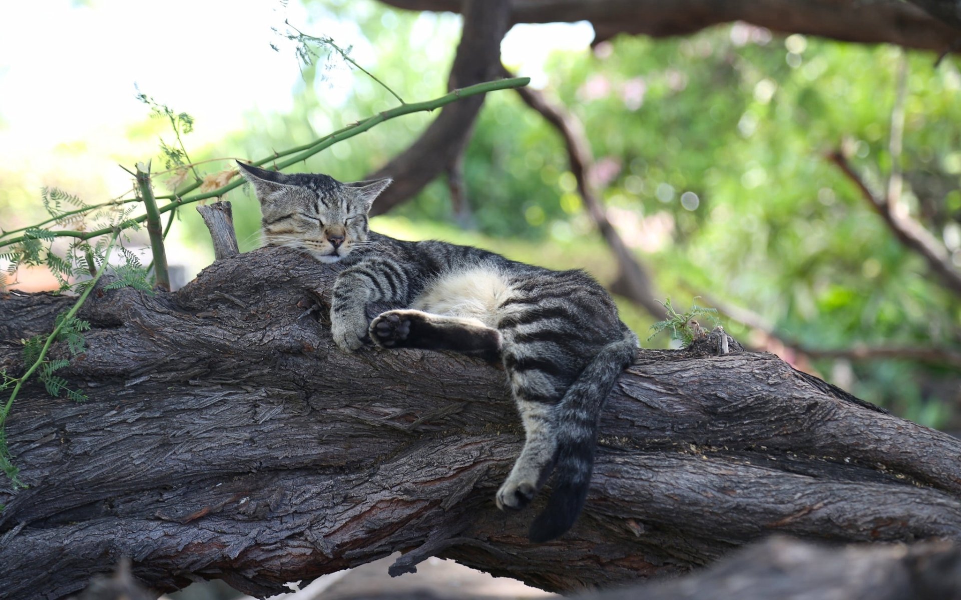 A relaxed cat sleeps peacefully on a branch, surrounded by lush greenery, capturing a serene moment in nature. This HD wallpaper serves as a tranquil desktop background.