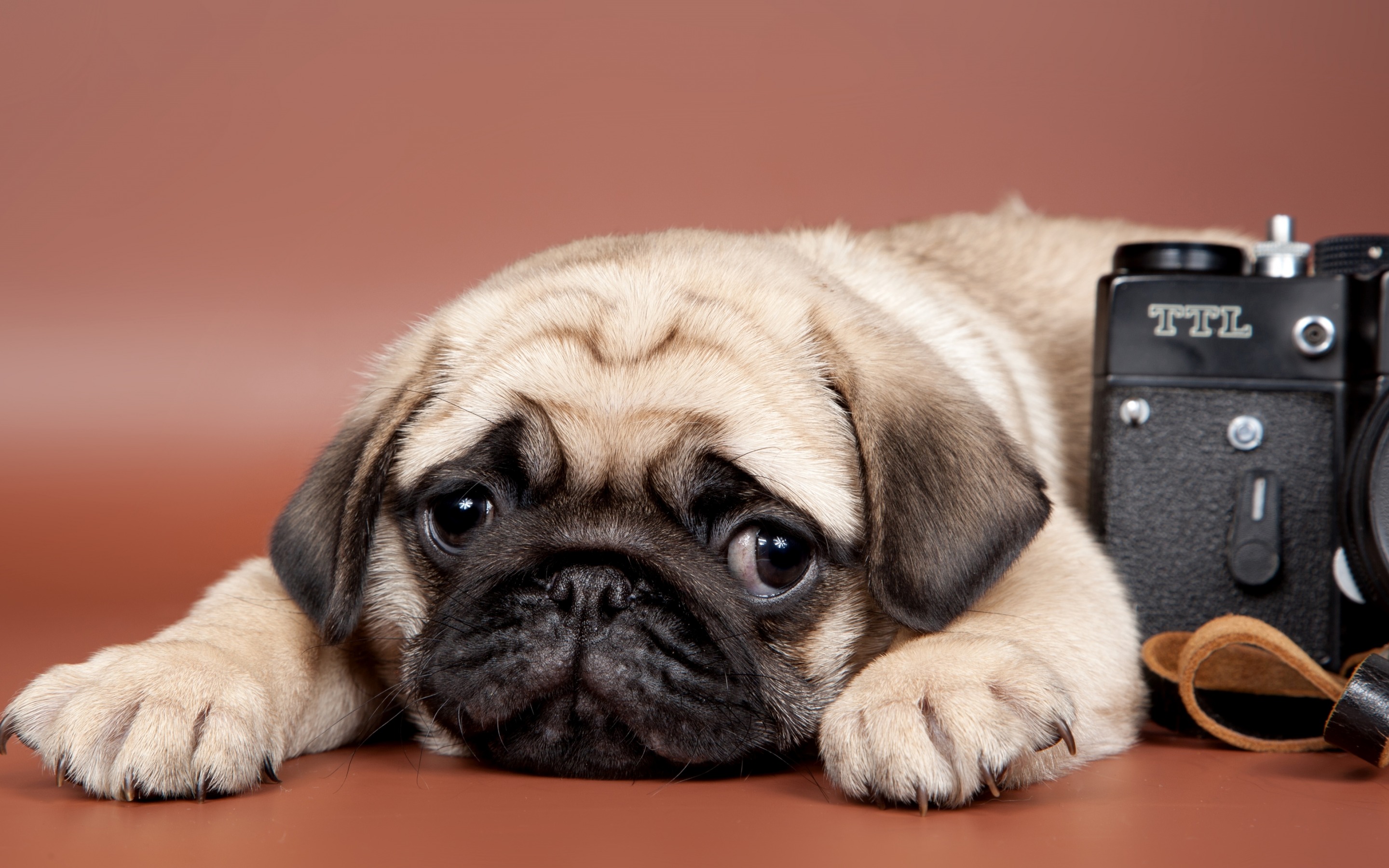 5000+ hình nền điện thoại con chó cute Dễ thương và đáng yêu