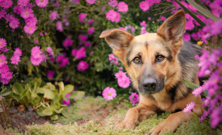 An HD desktop wallpaper featuring a German Shepherd lying among vibrant pink daisies with a lush green backdrop.