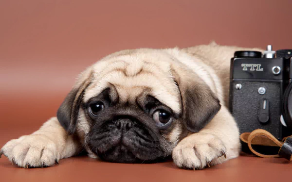 A cute, sad pug puppy rests on a warm brown surface beside a vintage camera, creating an adorable contrast in this HD desktop wallpaper.