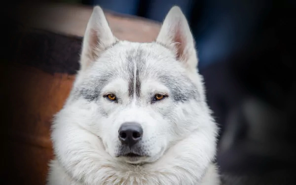 A close-up of a Siberian Husky with striking yellow eyes and a thick white coat, set against a blurred background, creating a captivating HD desktop wallpaper.