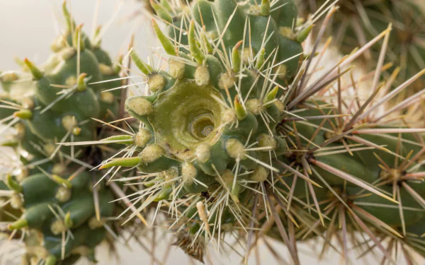 nature cactus HD Desktop Wallpaper | Background Image