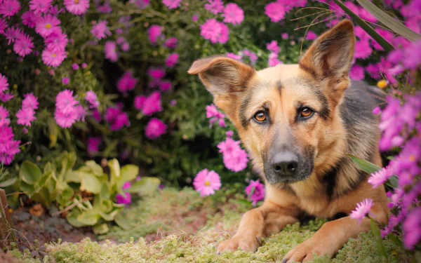 An HD desktop wallpaper featuring a German Shepherd lying among vibrant pink daisies with a lush green backdrop.