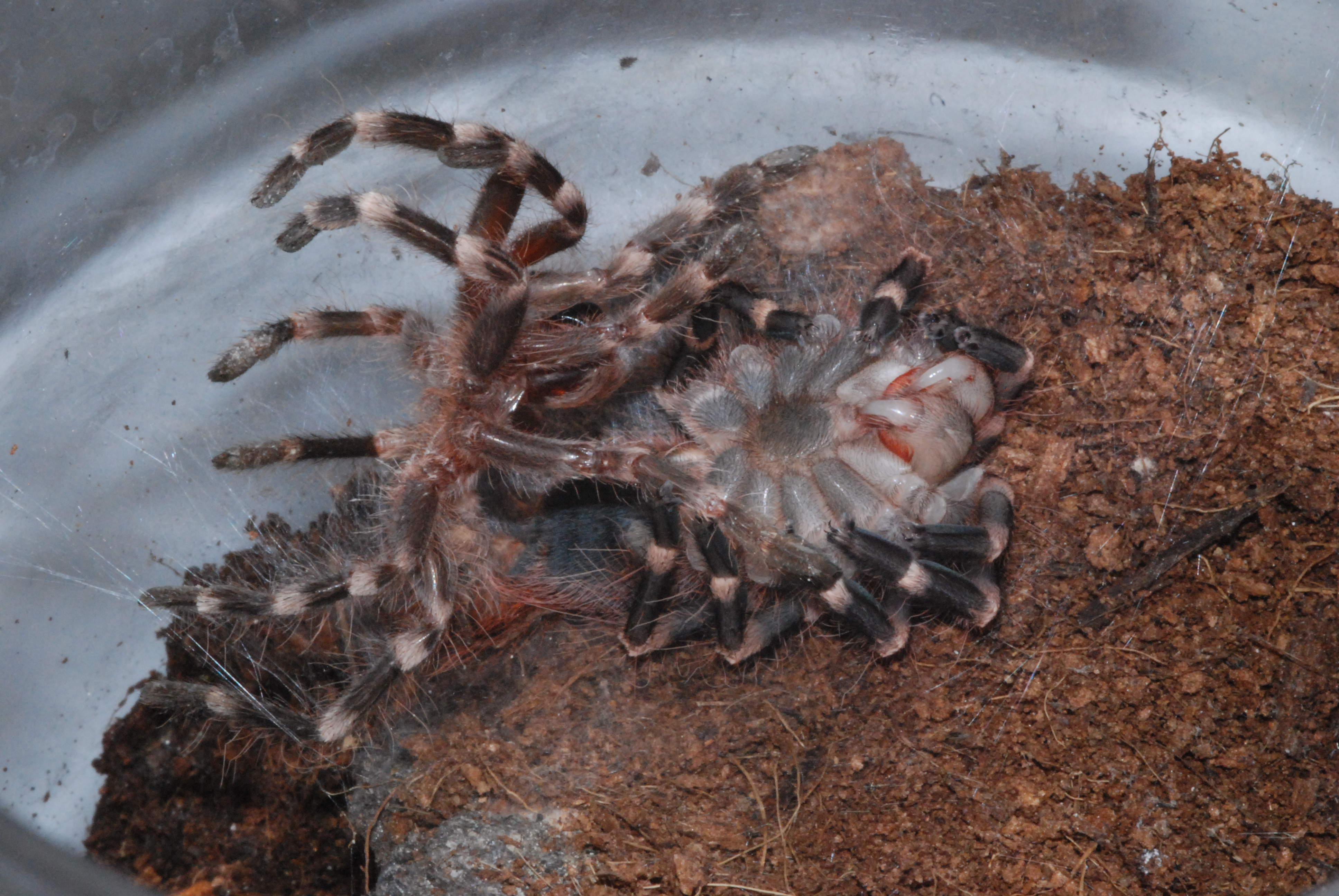 A Brazilian whiteknee tarantula (Acanthoscurria geniculata) in the process of molting. by Aaron Goodwin