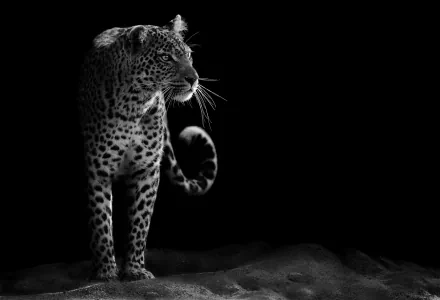 Black & White wildcat Animal leopard HD Desktop Wallpaper | Background Image