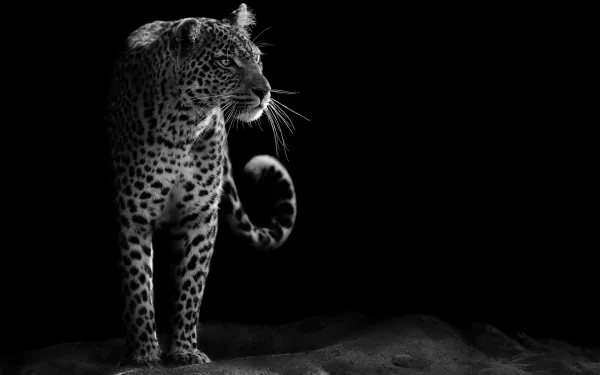 Black and white HD desktop wallpaper of a wild leopard standing alert against a dark background, highlighting its detailed spots and fierce expression.