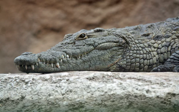 Animal crocodile HD Desktop Wallpaper | Background Image