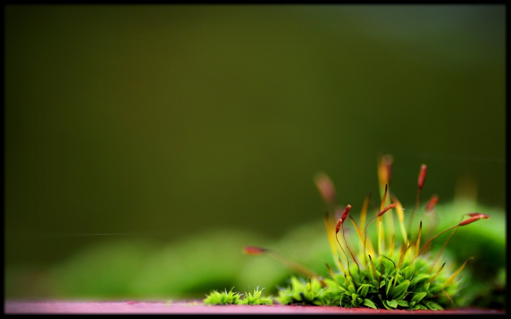 Download Flower Nature Plant Wallpaper by Leighton Phillips