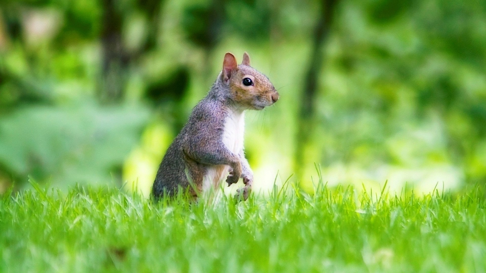 Download Rodent Animal Squirrel HD Wallpaper