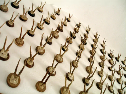 photography antler HD Desktop Wallpaper | Background Image