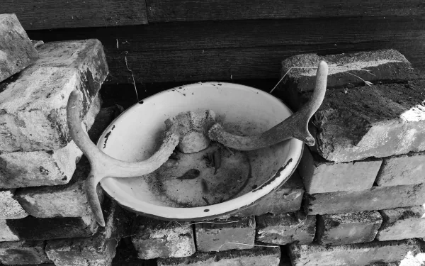 brick photography antler HD Desktop Wallpaper | Background Image