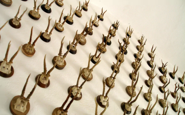 photography antler HD Desktop Wallpaper | Background Image