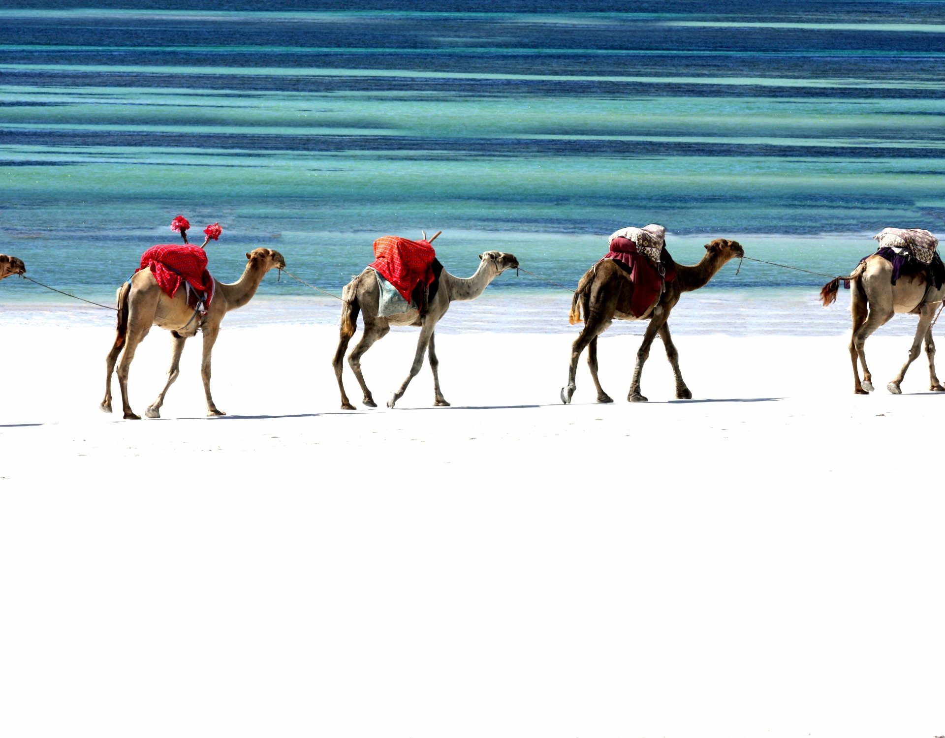 Caravan of camels with red saddles crossing bright white flats under banded blue sky — photography, 2K Quad HD PC desktop wallpaper and background.