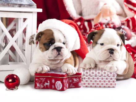 HD PC desktop wallpaper: two English Bulldog puppies in a Santa hat leaning on gift boxes and ornaments — festive animal puppy background.