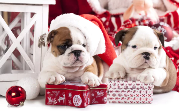 HD PC desktop wallpaper: two English Bulldog puppies in a Santa hat leaning on gift boxes and ornaments — festive animal puppy background.