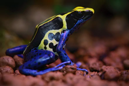 Animal Poison dart frog HD Desktop Wallpaper | Background Image