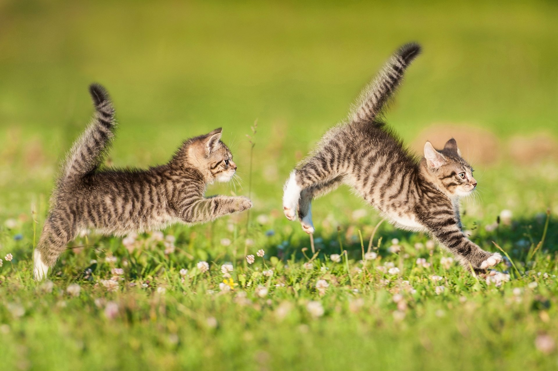 Playful Kittens Adorable HD Wallpaper 3600x2394 Wallpaper Abyss