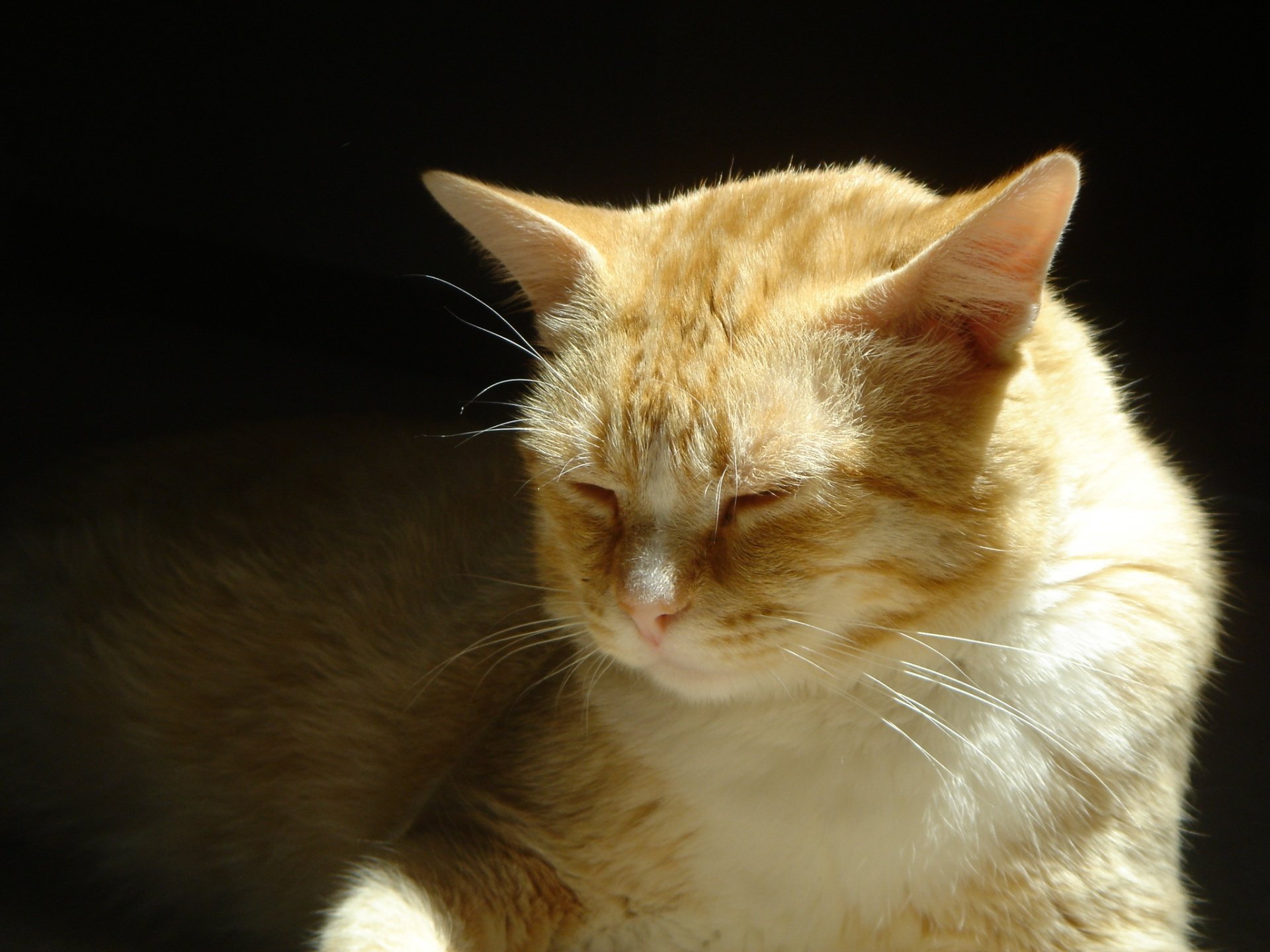 A serene orange cat rests peacefully, eyes closed, captured in warm sunlight. This HD image makes a charming backdrop for any desktop wallpaper.