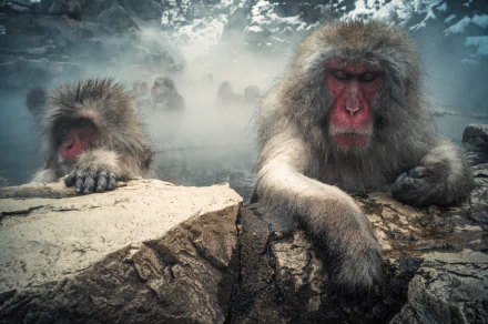 HD desktop wallpaper featuring a group of Japanese macaque snow monkeys resting on rocks amidst steaming hot springs in a misty, cold environment.