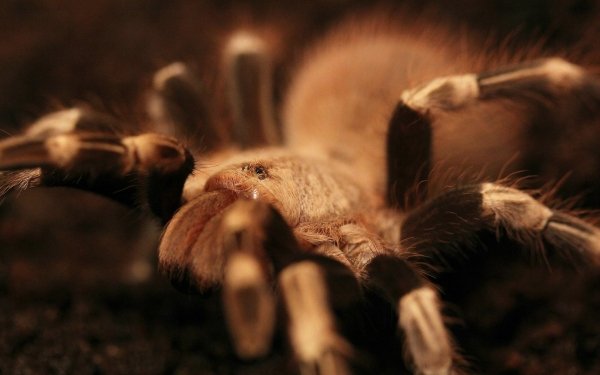Animal Spider Spiders Arachnid Close-Up Macro HD Wallpaper | Background Image