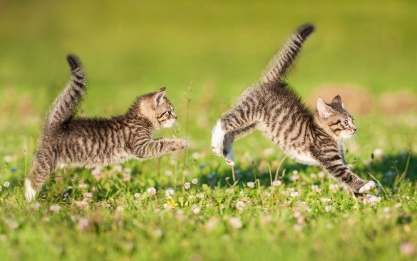 Animal Cat Kitten HD Wallpaper | Background Image