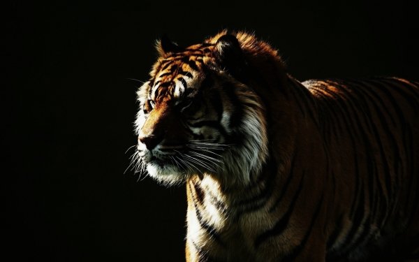1600+ Tiger HD Wallpapers | Background Images