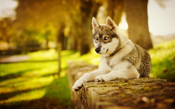 Animal Husky Dogs Dog HD Wallpaper | Background Image