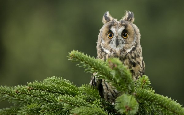 Animal Owl Birds Owls Bird Macro HD Wallpaper | Background Image
