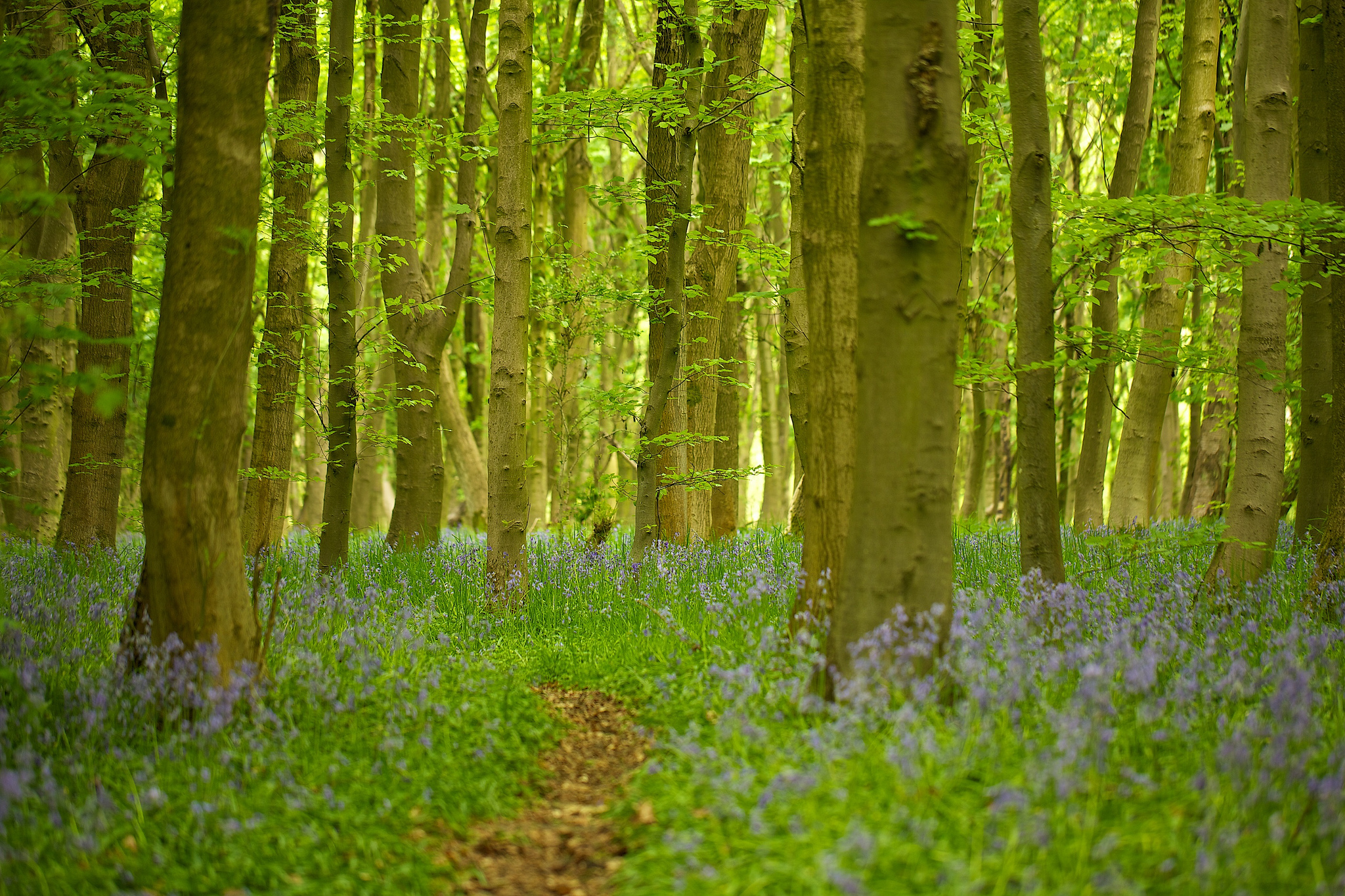 Download Flower Forest Tree Nature Path Hd Wallpaper