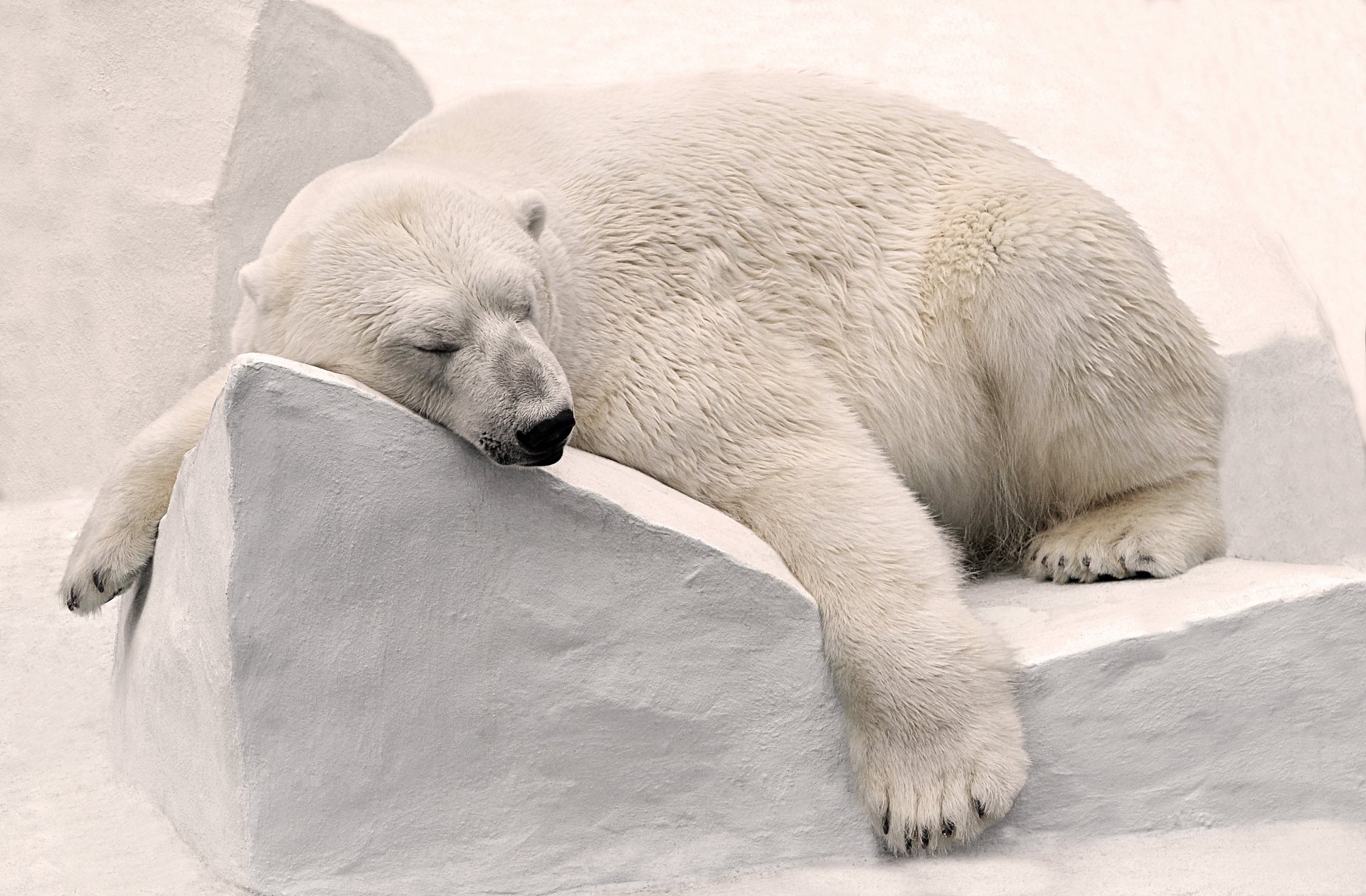 Download Animal Polar Bear HD Wallpaper