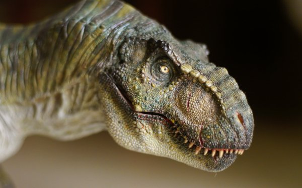 Animal Tyrannosaurus Rex Dinosaurs HD Wallpaper | Background Image