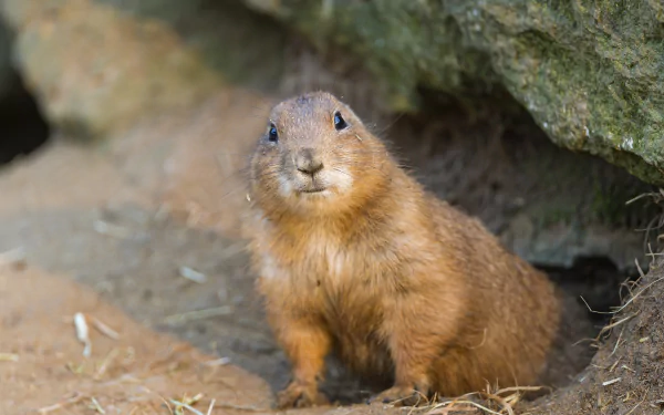 Animal prairie dog HD Desktop Wallpaper | Background Image