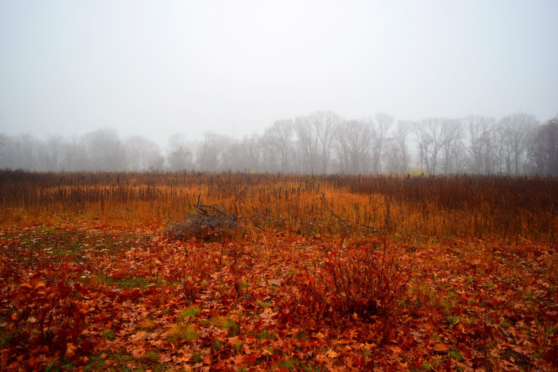 Download Nature Field 4k Ultra HD Wallpaper