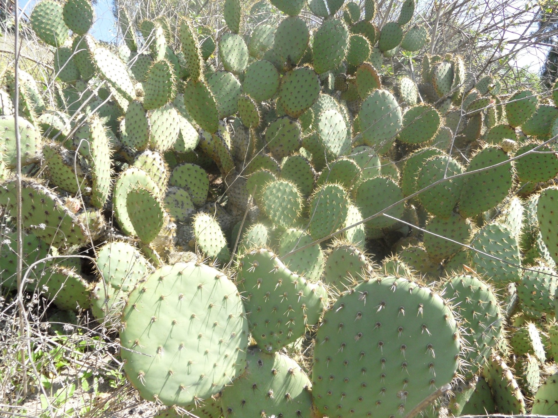 Download Nature Cactus HD Wallpaper