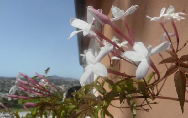 vine nature flower HD Desktop Wallpaper | Background Image