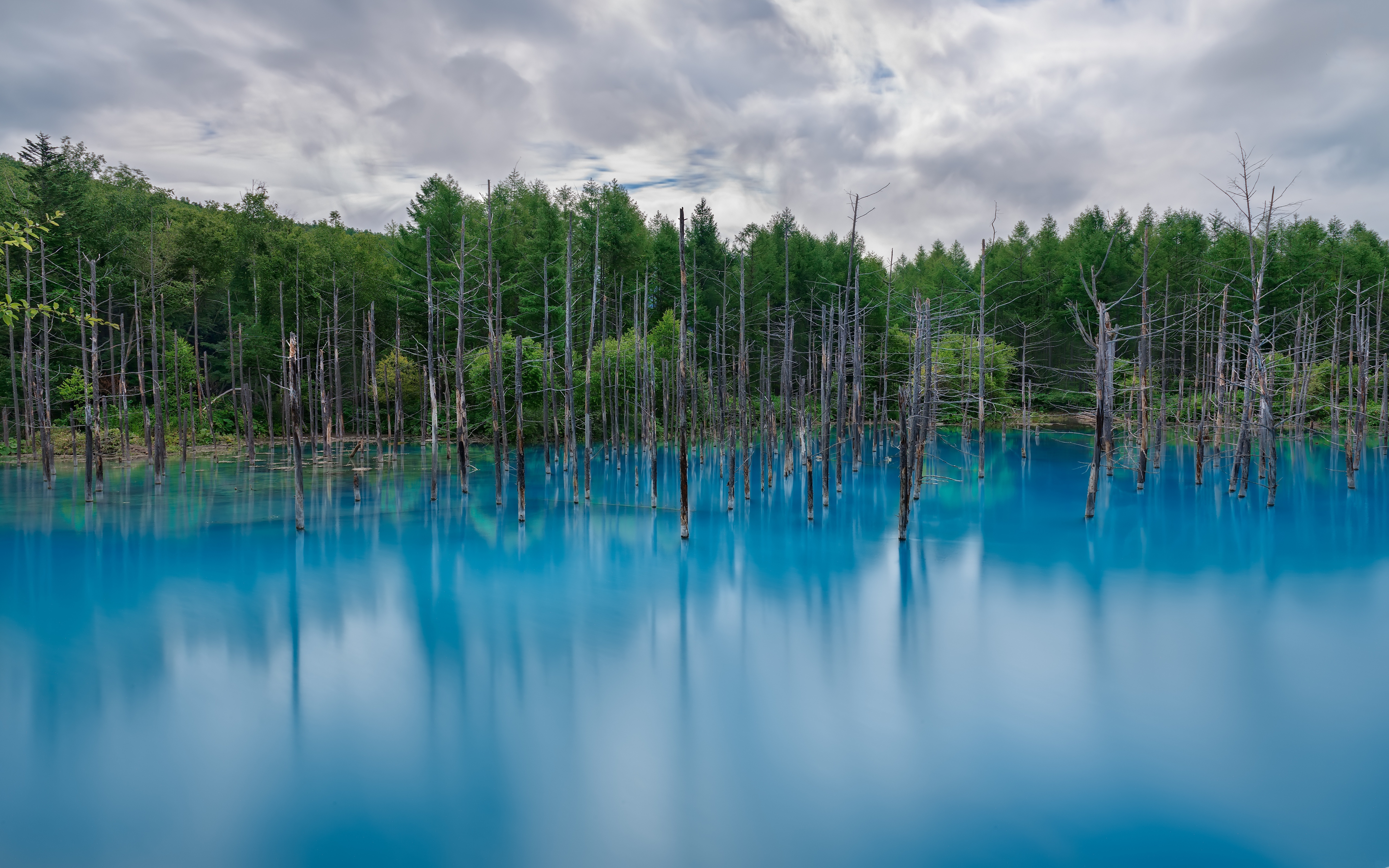 Лес затопленный водой. Голубое озеро Фосфоритный. Лазурное озеро в Ленинградской области. Озеро Лазурное Токсово. Озеро Лазурное ХМАО.