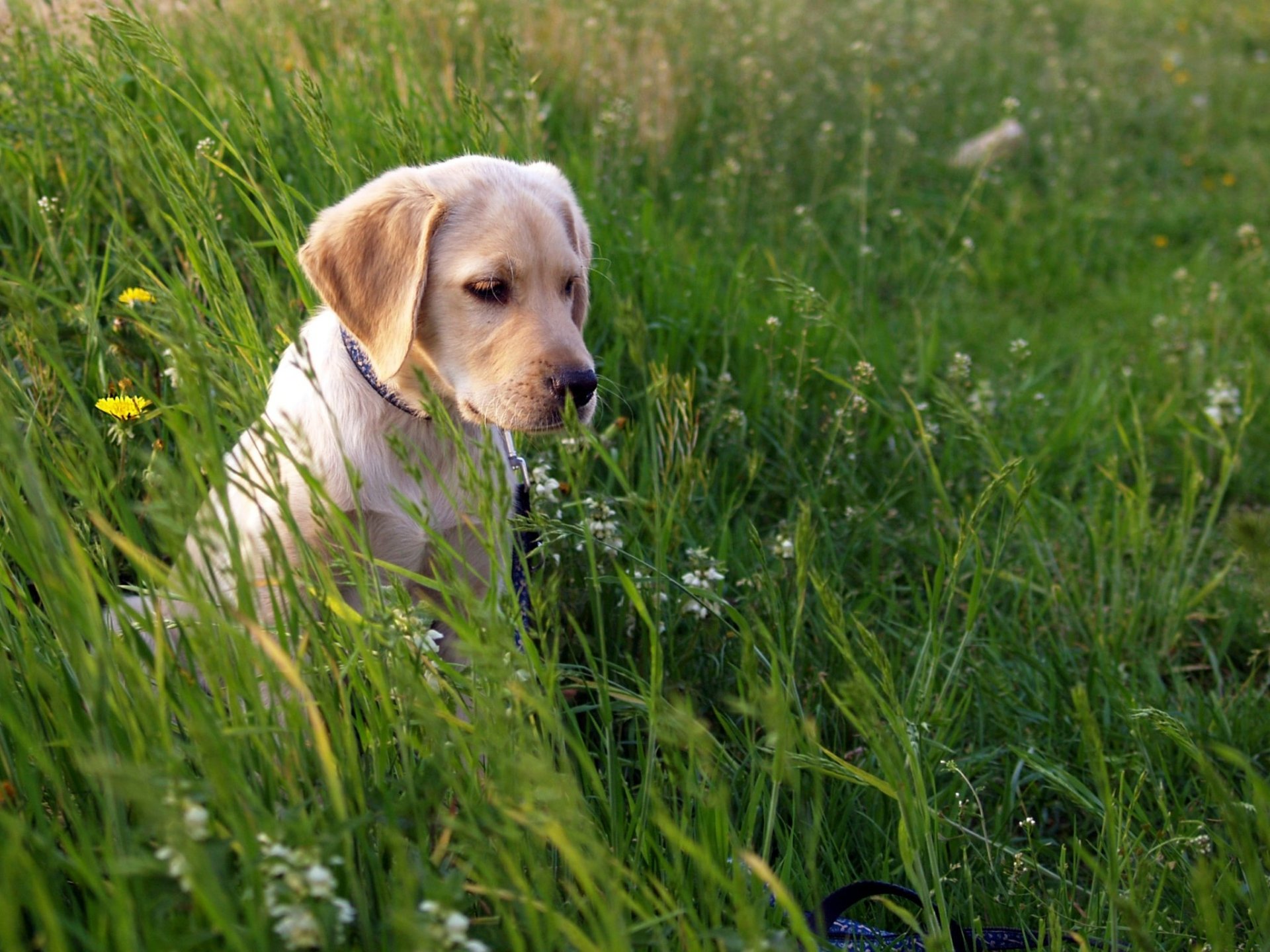 A Labrador Retriever puppy sits among lush green grass, enjoying its surroundings, captured in a vibrant HD desktop wallpaper.