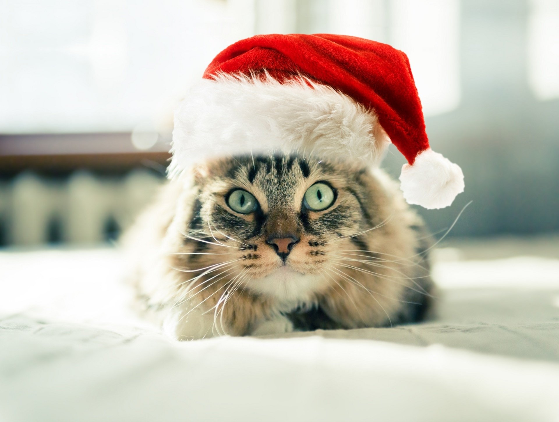 Download Santa Hat Animal Cat HD Wallpaper