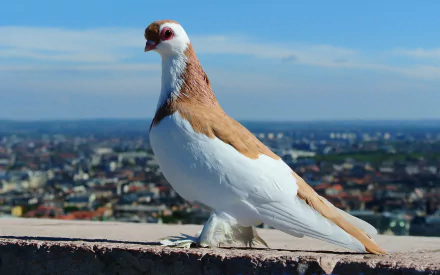 A close-up HD desktop wallpaper of a pigeon with white and light brown plumage perched on a ledge, with a vast cityscape in the background under a clear blue sky.