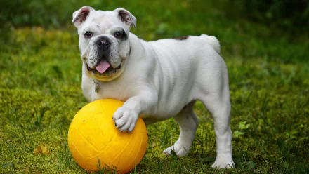 White English bulldog standing on grass with one paw on a bright yellow ball, captured in a sharp 4K Ultra HD desktop wallpaper image.