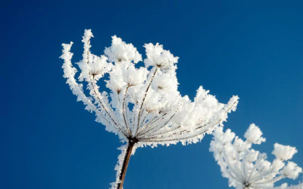 nature flower HD Desktop Wallpaper | Background Image