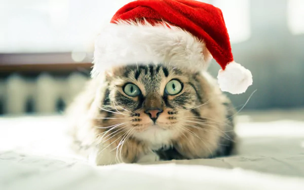 santa hat Animal cat HD Desktop Wallpaper | Background Image
